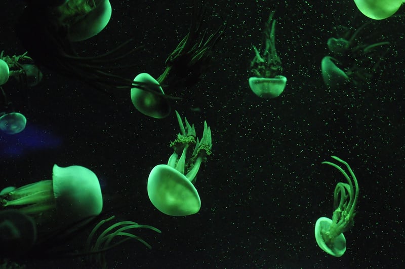 Jellyfish Lake