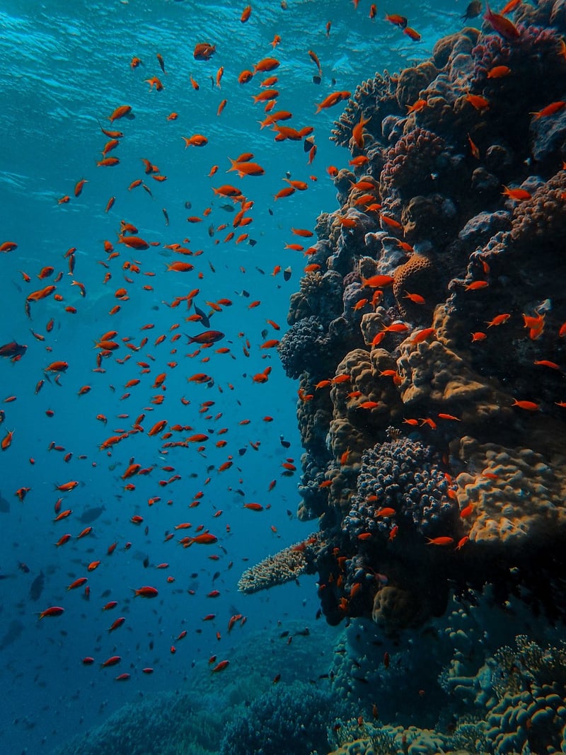 SS Thistlegorm